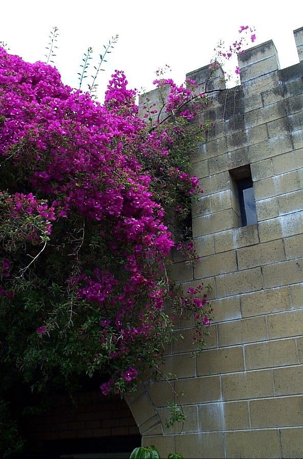 A wall, with flowers
