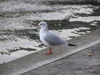 Seagull